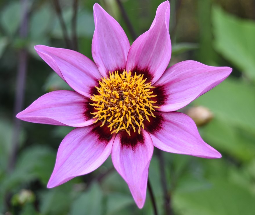 SVT Cours De SVT De Mme Thibault Professeure Au Lyc e Maurice Genevoix