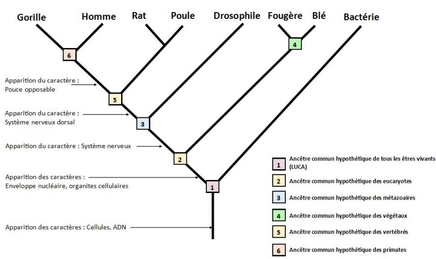 Svt Ts Histoire Volutive De La Lign E Humaine