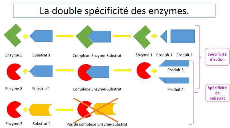 Double spécificité des enzymes