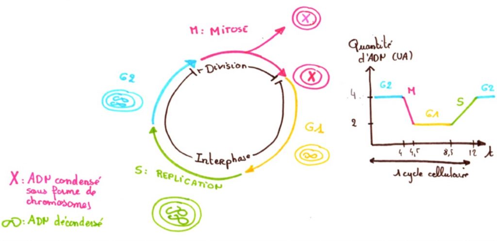 Chapitre La Transmission De Linformation G N Tique Au Cours Du