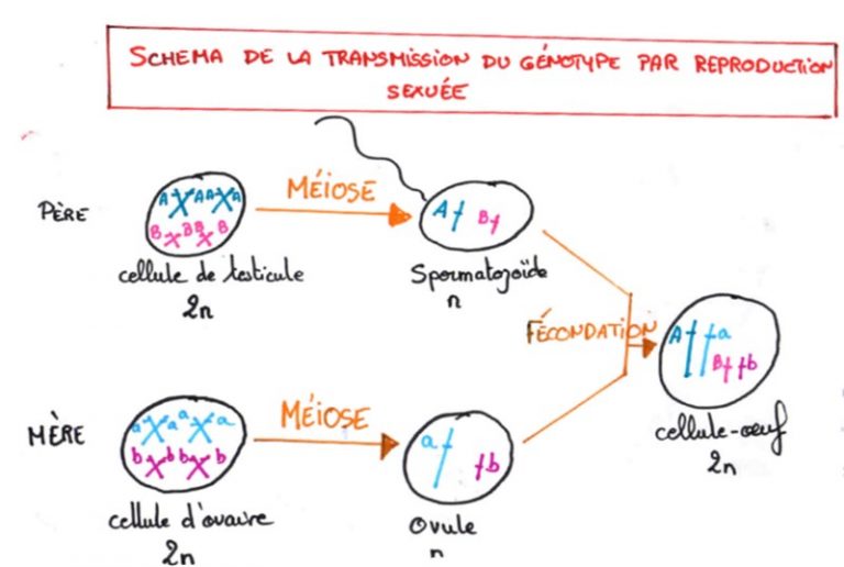 SVT TS Méiose et fécondation Transmission des caractères