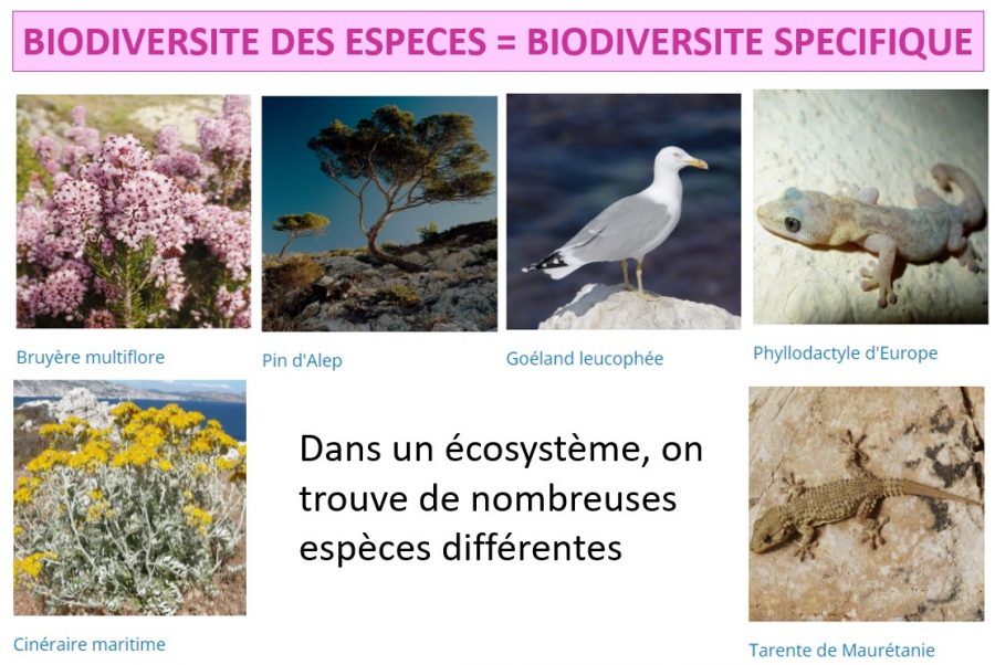 CHAPITRE 4.1 – La biodiversité actuelle et passée - SVT