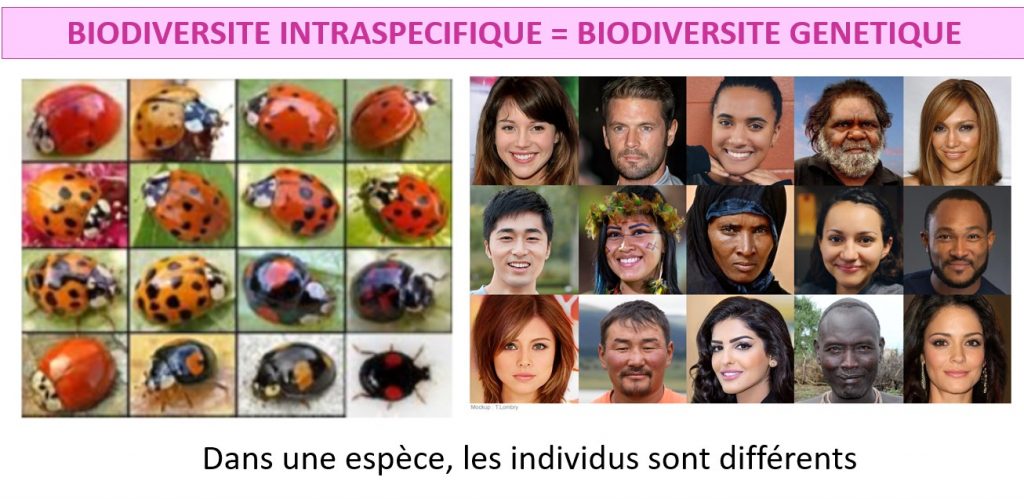 CHAPITRE 4.1 – La biodiversité actuelle et passée - SVT