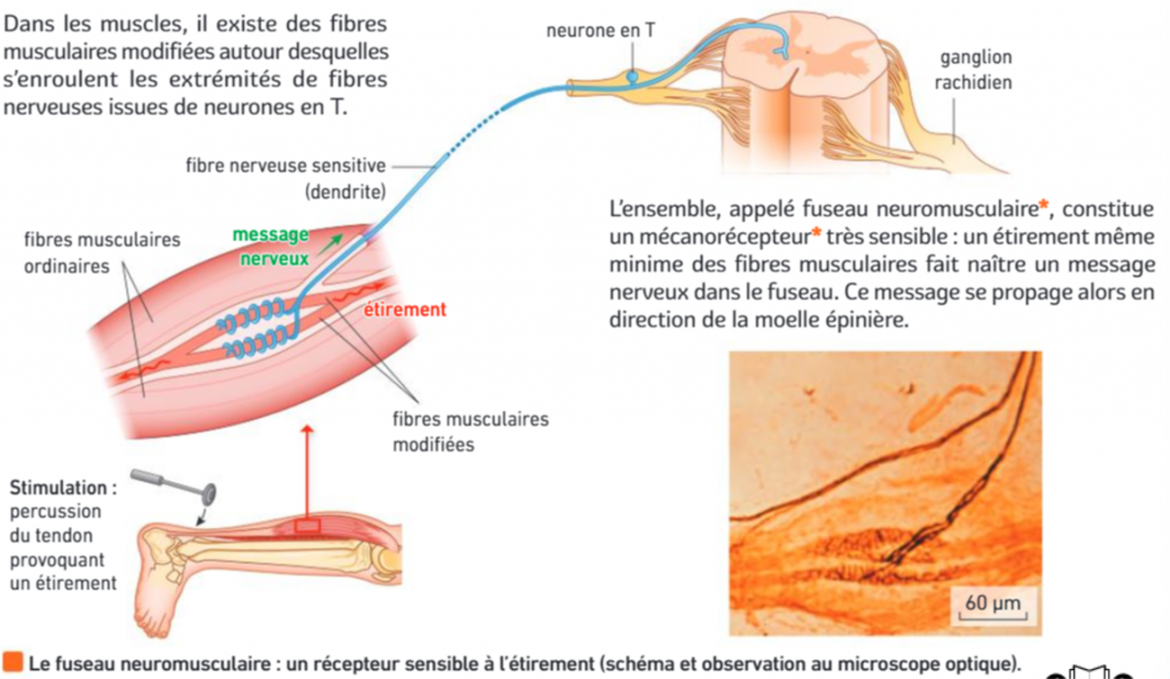 CHAPITRE 1 Le Reflexe Myotatique Un Mouvement Reflexe Du Muscle SVT