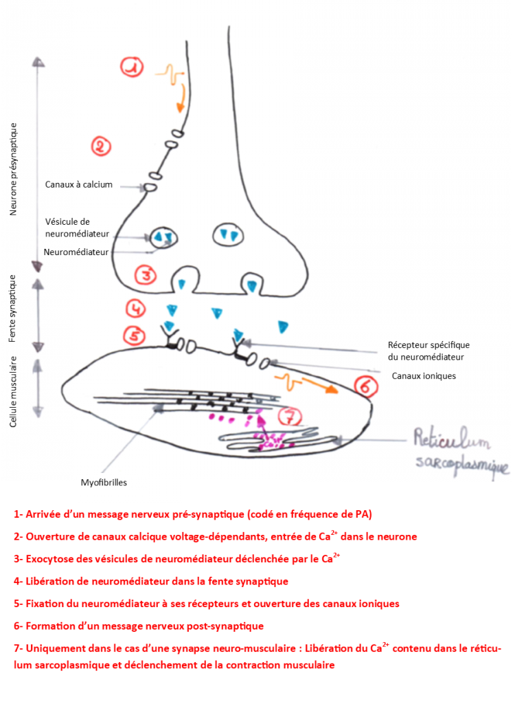 CHAPITRE 1 Le Reflexe Myotatique Un Mouvement Reflexe Du Muscle SVT