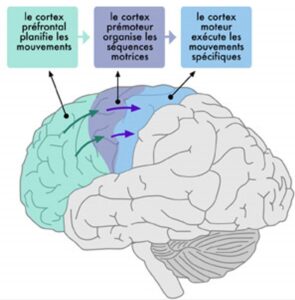 Jeu de cartes d'entraînement cérébral - Jouet éducatif pour le développement cognitif | 20 cartes pour les hémisphères gauche et droit du cerveau, pour la coordination des mains et le développement du