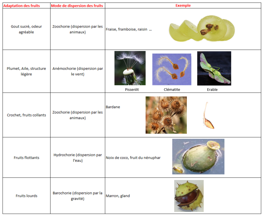 CHAPITRE 3 – Reproduction des plantes - SVT