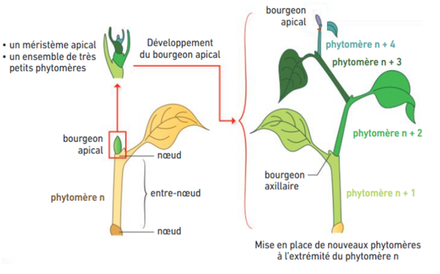 CHAPITRE 1 – Organisation fonctionnelle des plantes à fleur - SVT