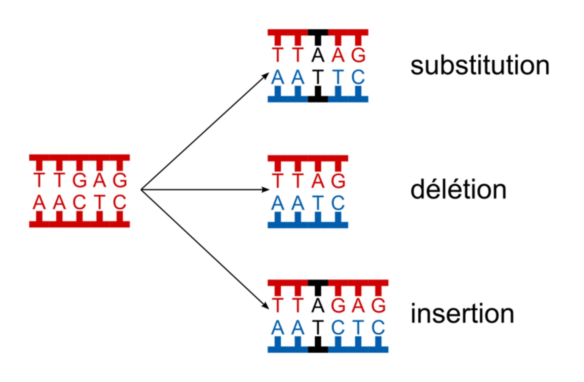 chapitre-4-la-variation-de-l-information-g-n-tique-et-ses